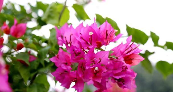 三角梅的花语是什么？这种花语有何特别之处？