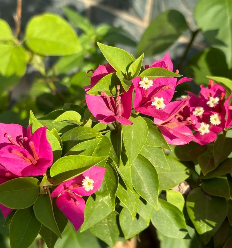 三角梅的花语是什么？这种花语有何特别之处？