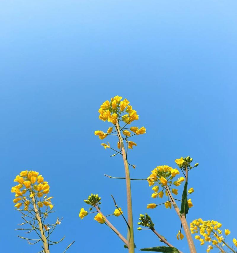 油菜花的花语代表什么情感？