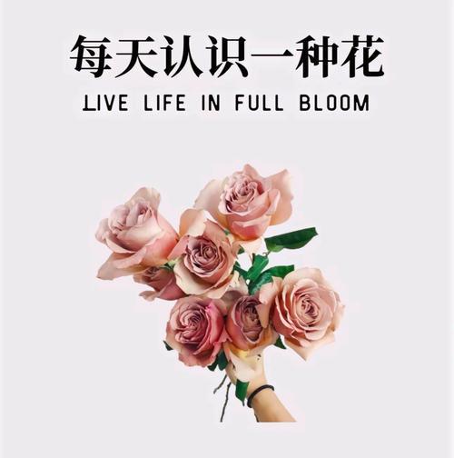 即逝的爱在花语中是如何表达的？