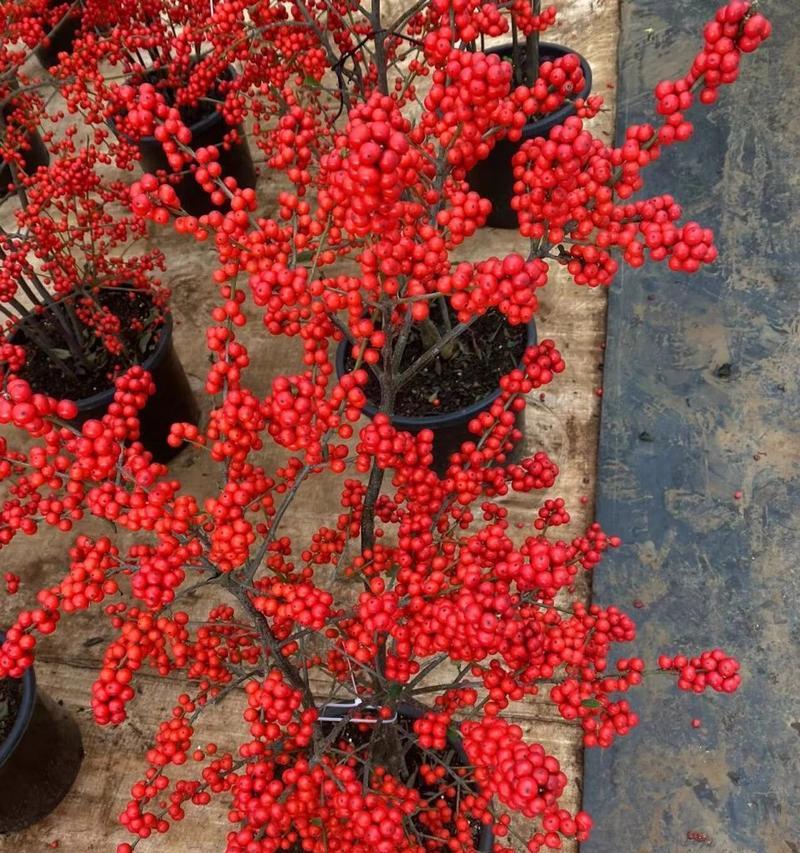 北美冬青鲜切花的花语有何深意？