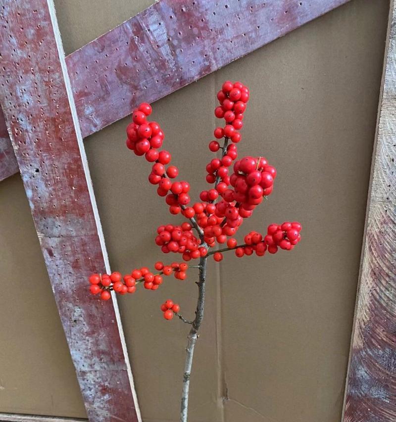 北美冬青鲜切花的花语有何深意？