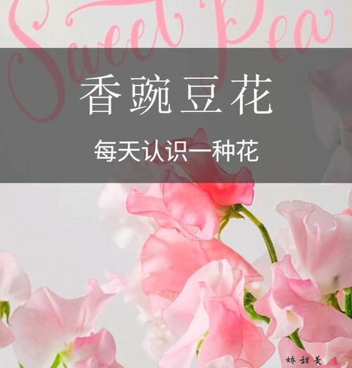 豌豆花的花语有何特别之处？