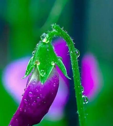 豌豆花的花语有何特别之处？