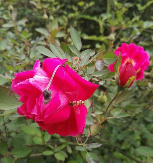 墨绿色玫瑰人造花的花语是什么？墨绿色玫瑰人造花语有何含义？