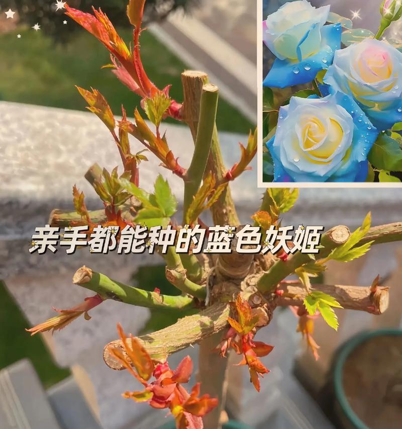 三朵蓝色妖姬玫瑰的花语是什么？