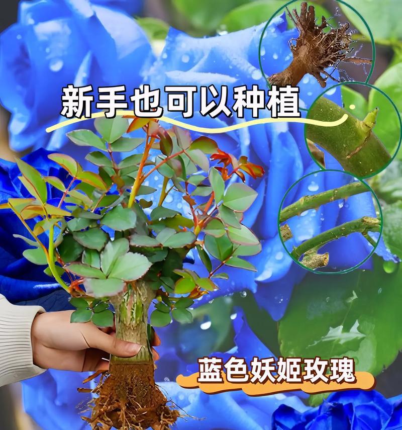 三朵蓝色妖姬玫瑰的花语是什么？