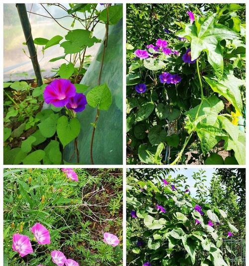 甘露一叶一芽是什么花语？这种花语有何寓意？