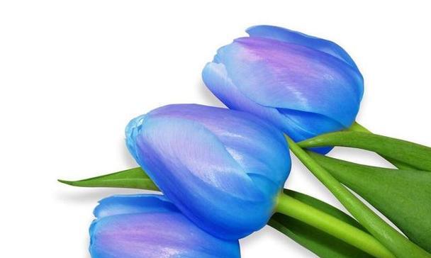 哪种花象征自信的能量？它的花语如何鼓舞人心？