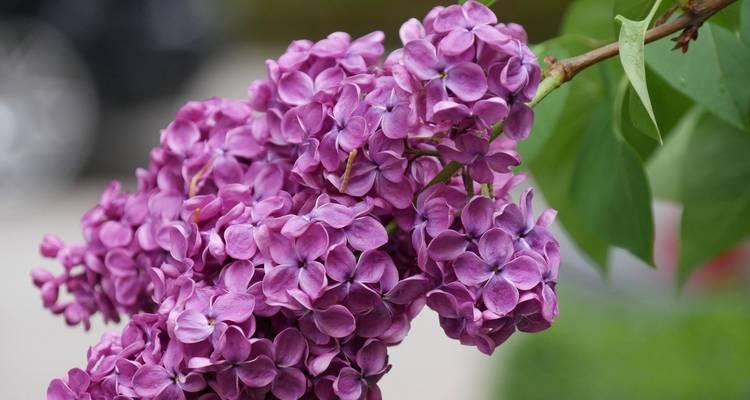哪种花象征自信的能量？它的花语如何鼓舞人心？