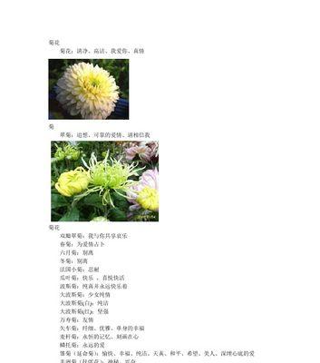 粉菊花的花语有哪些含义？