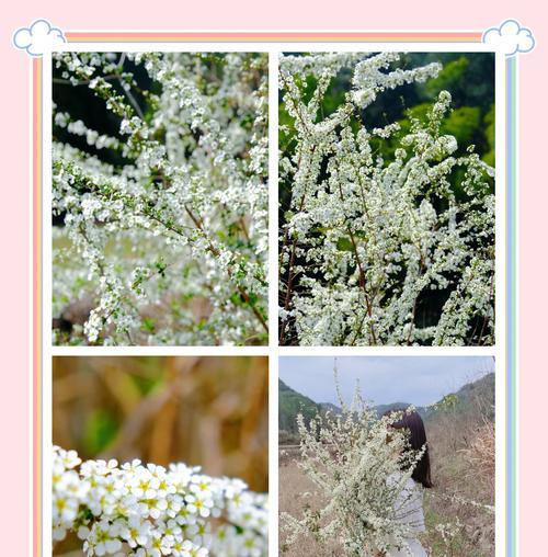 雪柳花语代表什么含义？