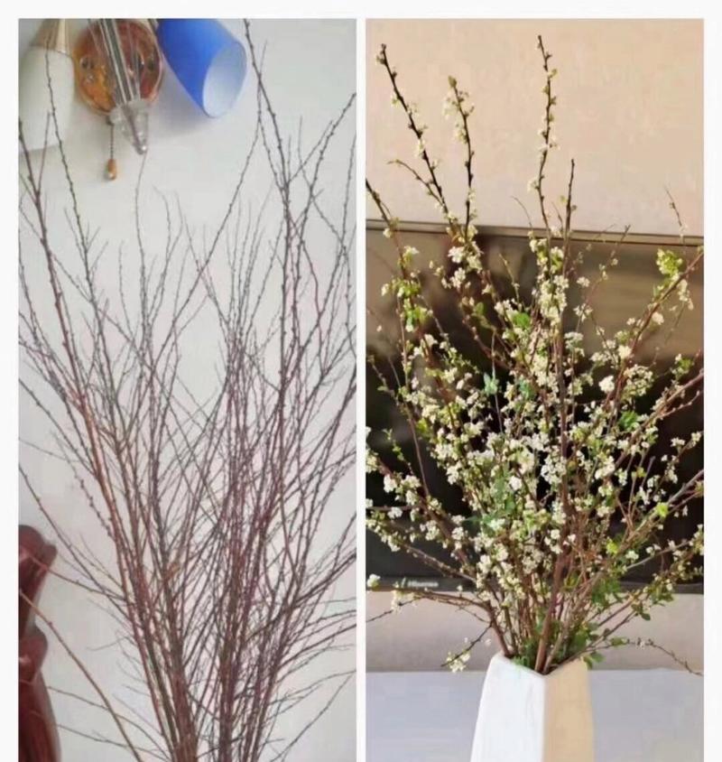 雪柳花语代表什么含义？