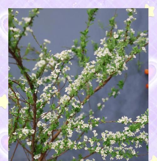 雪柳花语代表什么含义？