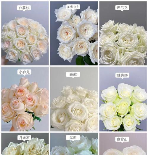 白玫瑰的花语是什么？白玫瑰代表了什么祸害？