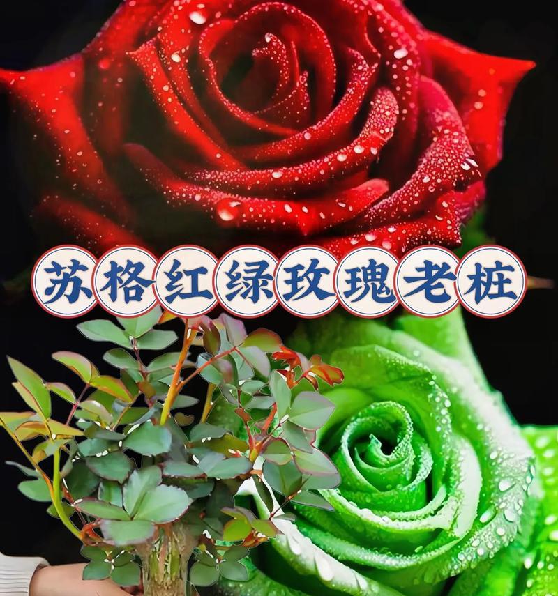 苏格红绿玫瑰象征着什么？