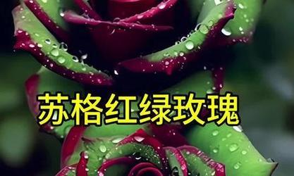 苏格红绿玫瑰象征着什么？