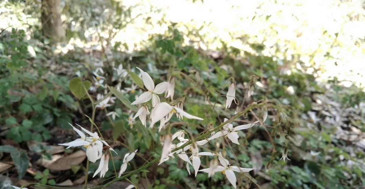 白星花的花语代表了什么？
