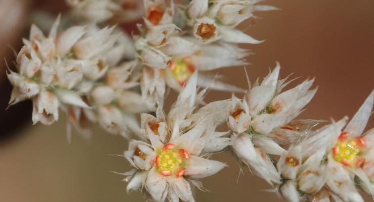 白星花的花语代表了什么？