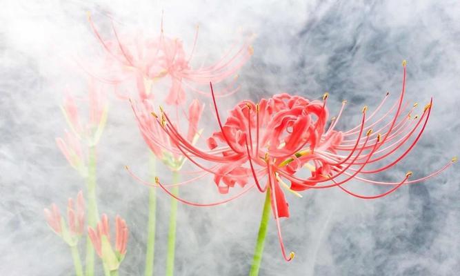 白星花的花语代表了什么？