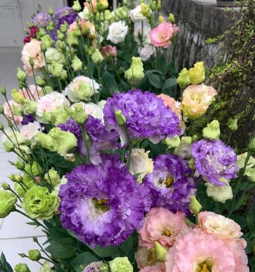 紫色桔梗花的花语有哪些含义？