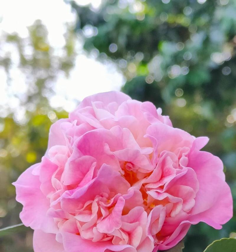 哪种花语最能代表青春？