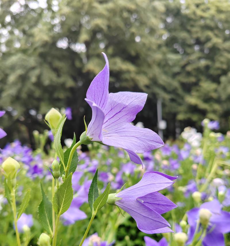 所有颜色的桔梗花花语是什么？桔梗花代表什么？