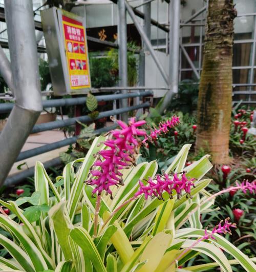 黑枫叶的花语是什么呢？这种叶子有什么特别的寓意吗？