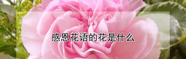 各种花的有趣花语有哪些？