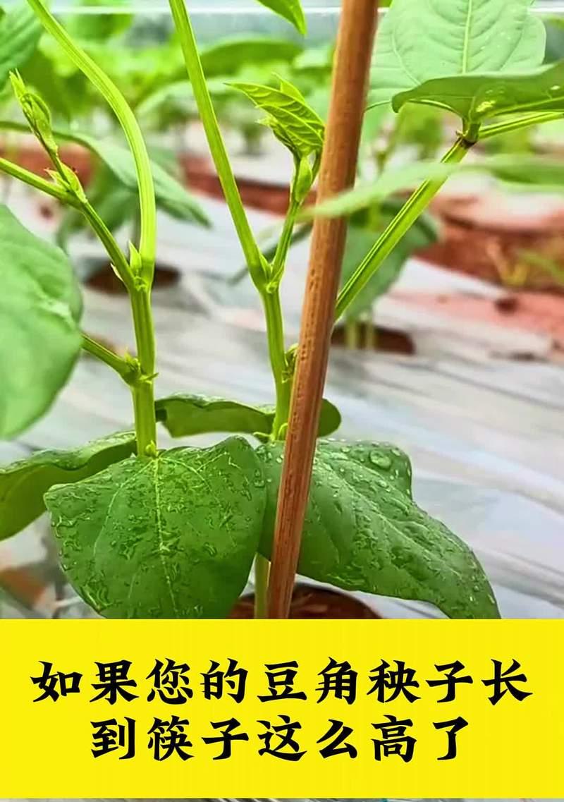 豆角子花语代表了哪些情感？