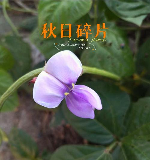 豆角子花语代表了哪些情感？