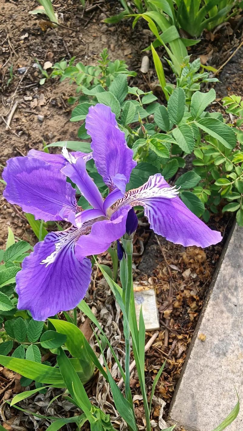 哪种花象征着爱情的到来？