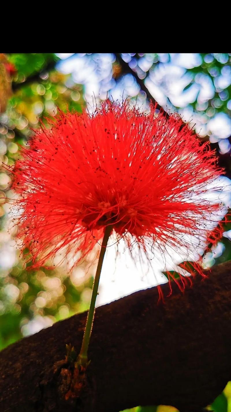 黄色合欢花的花语有何特别之处？它象征着什么？