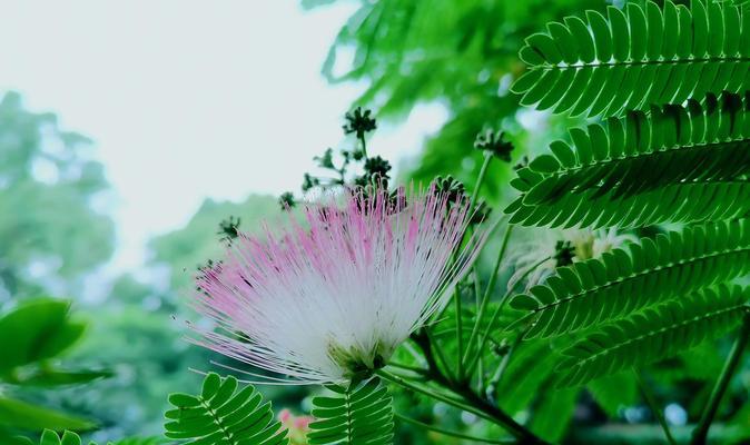 黄色合欢花的花语有何特别之处？它象征着什么？