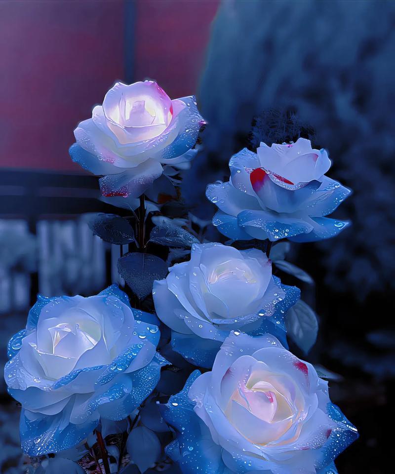 蓝玫瑰的花语有何神秘之处？