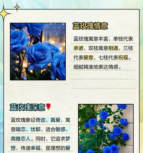 蓝玫瑰的花语有何神秘之处？