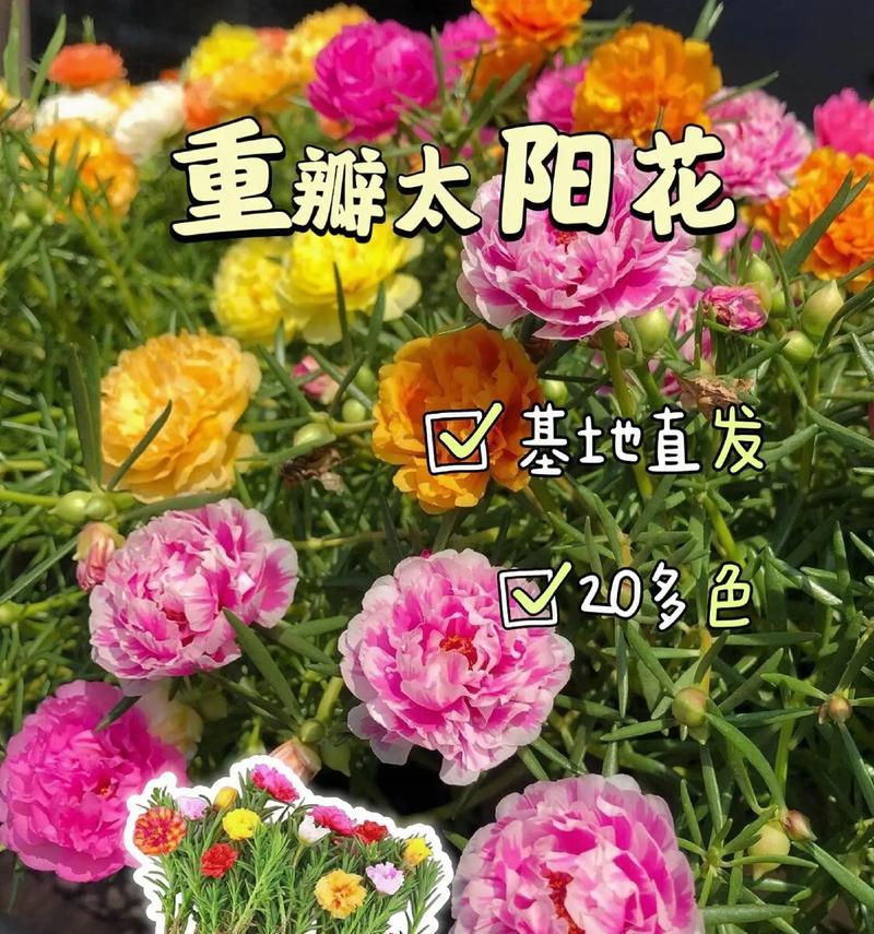 大太阳花的花语和寓意有哪些？它传达了什么信息？