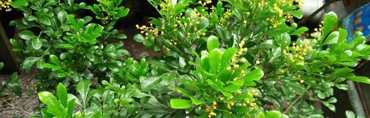 米兰花的花语有哪些？米兰花代表了什么样的情感？