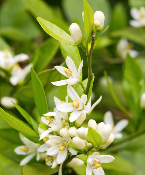 米兰花的花语有哪些？米兰花代表了什么样的情感？