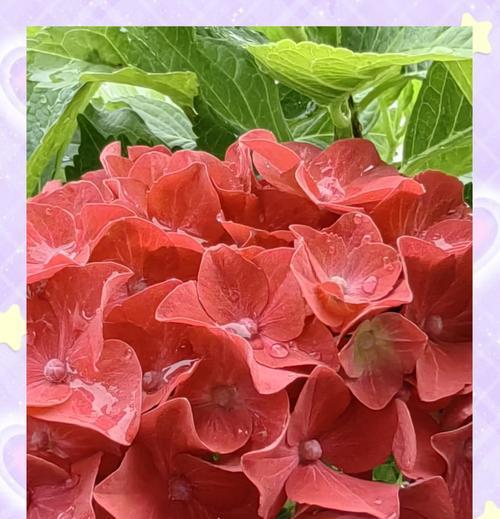 白绣球花语和寓意有何含义？白绣球的花语和寓意是什么？