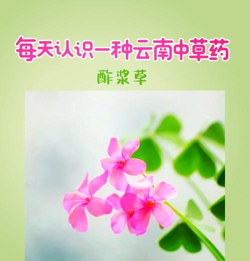 萝卜花的花语有何由来？