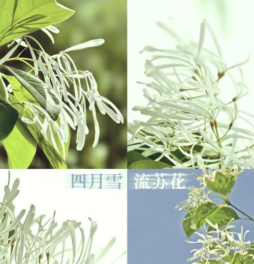 萝卜花的花语有何由来？