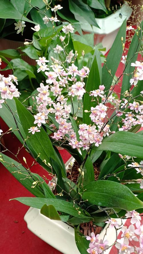 黄桷兰花代表的花语含义是什么？