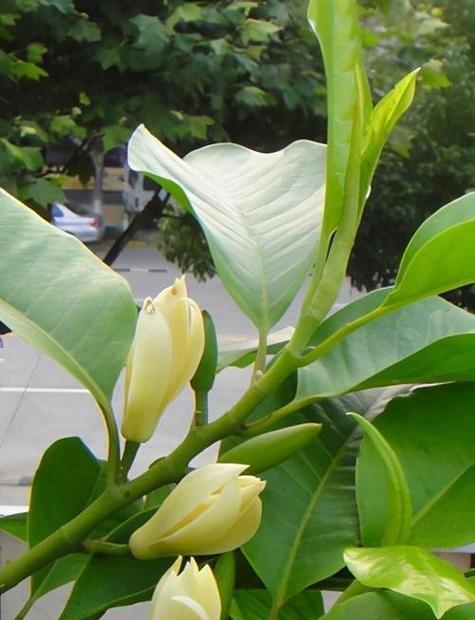 黄桷兰花代表的花语含义是什么？
