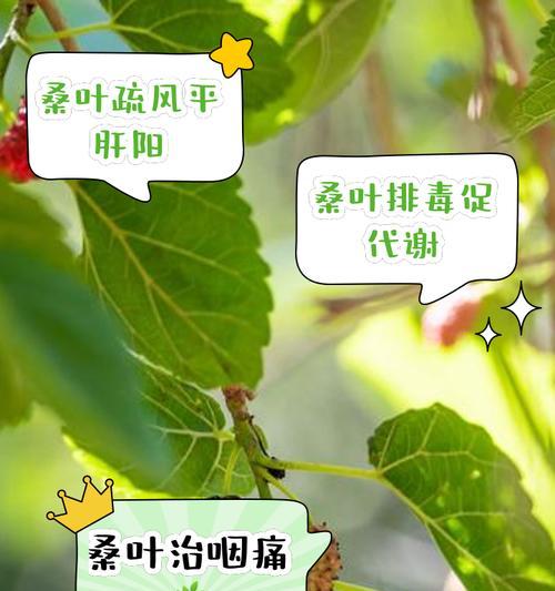 桑启的花语含义是什么？有何特别意义？