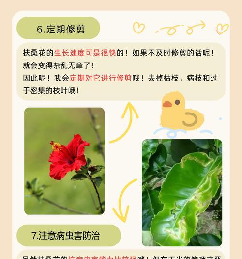 桑启的花语含义是什么？有何特别意义？
