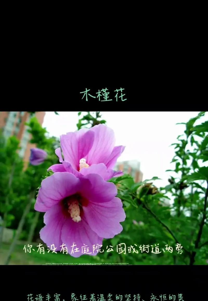 桑启的花语含义是什么？有何特别意义？