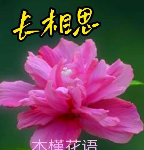 爱情名花的花语代表了哪些情感？
