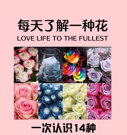 爱情名花的花语代表了哪些情感？
