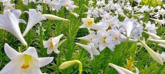 小爷爷小小花的花语含义是什么？